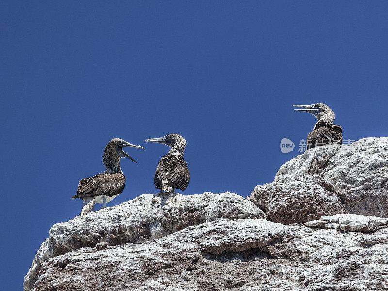 Three Blue-footed Boobies, Sula nebouxii, Mexico